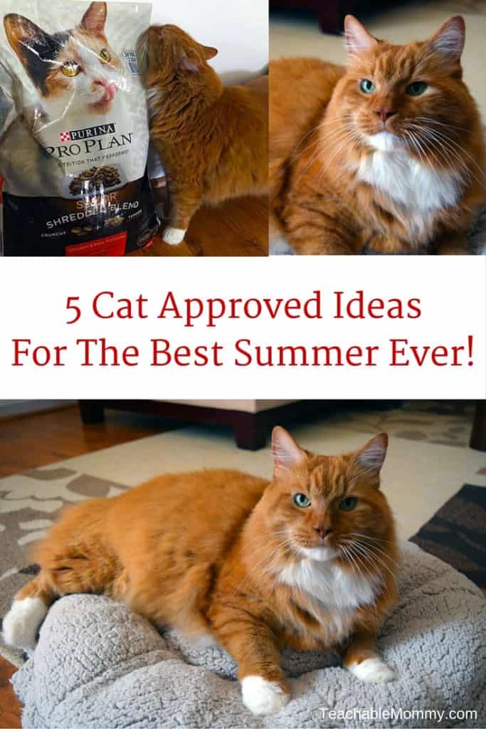 4 Cat Approved Ideas for the Best Summer Ever, #PawstoSavor #collectivebias sponsored